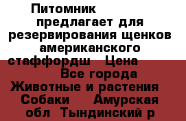 Питомник KURAT GRAD предлагает для резервирования щенков американского стаффордш › Цена ­ 25 000 - Все города Животные и растения » Собаки   . Амурская обл.,Тындинский р-н